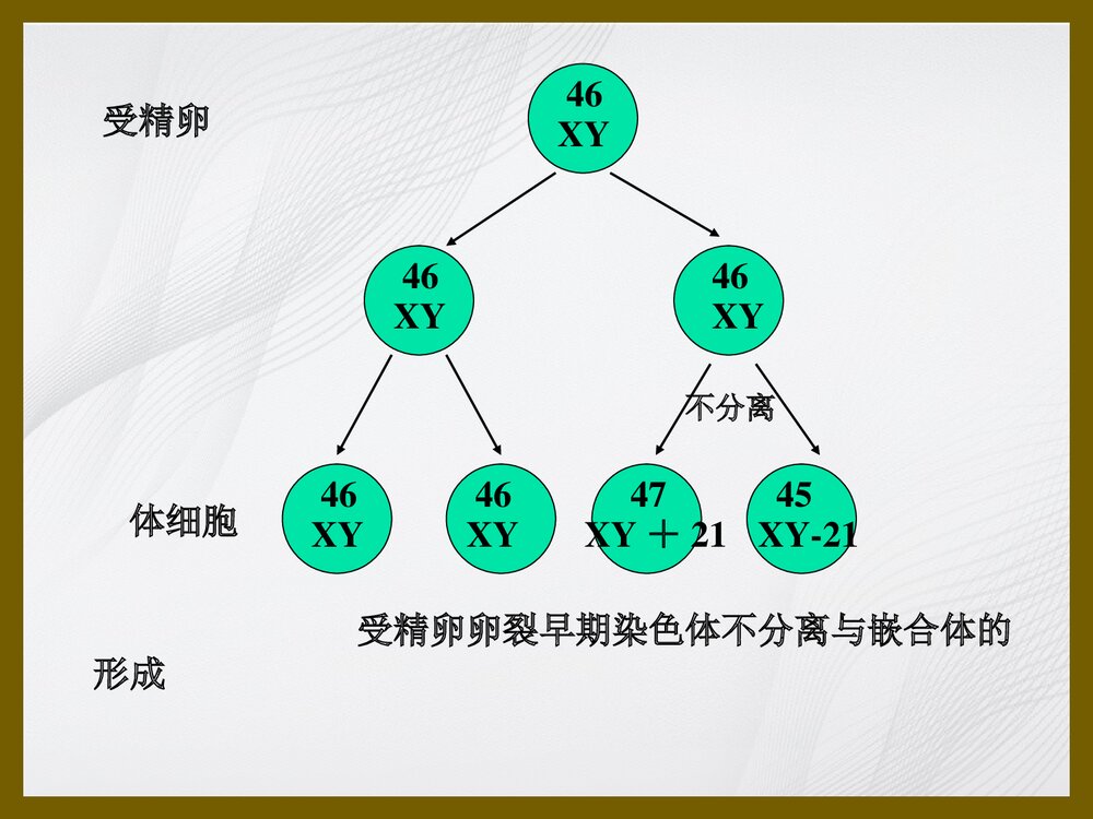 21 三体综合征、苯丙酮尿症PPT课件下载(共35页)5