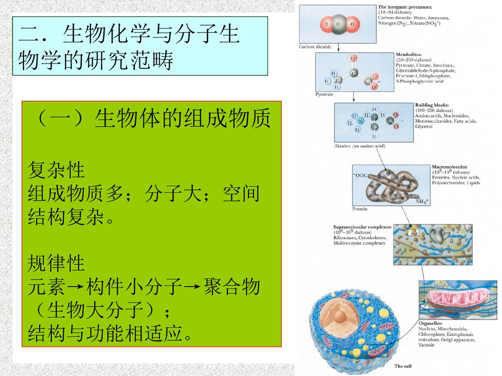 生物化学与分子化学的定义PPT课件下载2