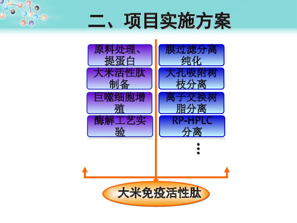 大米免疫活性肽的制备与分离纯化PPT课件下载5