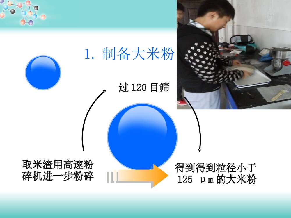 大米免疫活性肽的制备与分离纯化PPT课件下载8