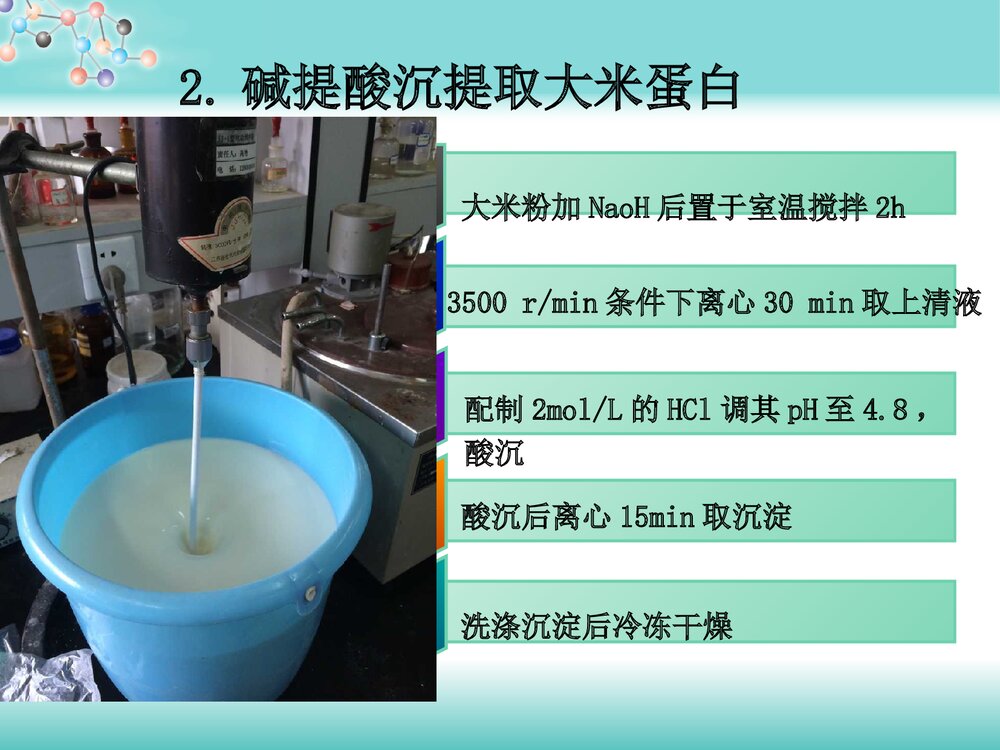 大米免疫活性肽的制备与分离纯化PPT课件下载9