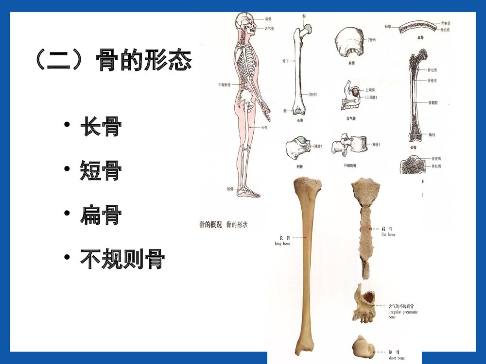 运动系统骨的结构与功能PPT课件(共42页)6