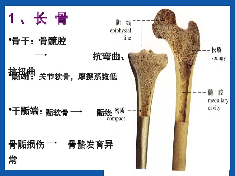 运动系统骨的结构与功能PPT课件(共42页)7