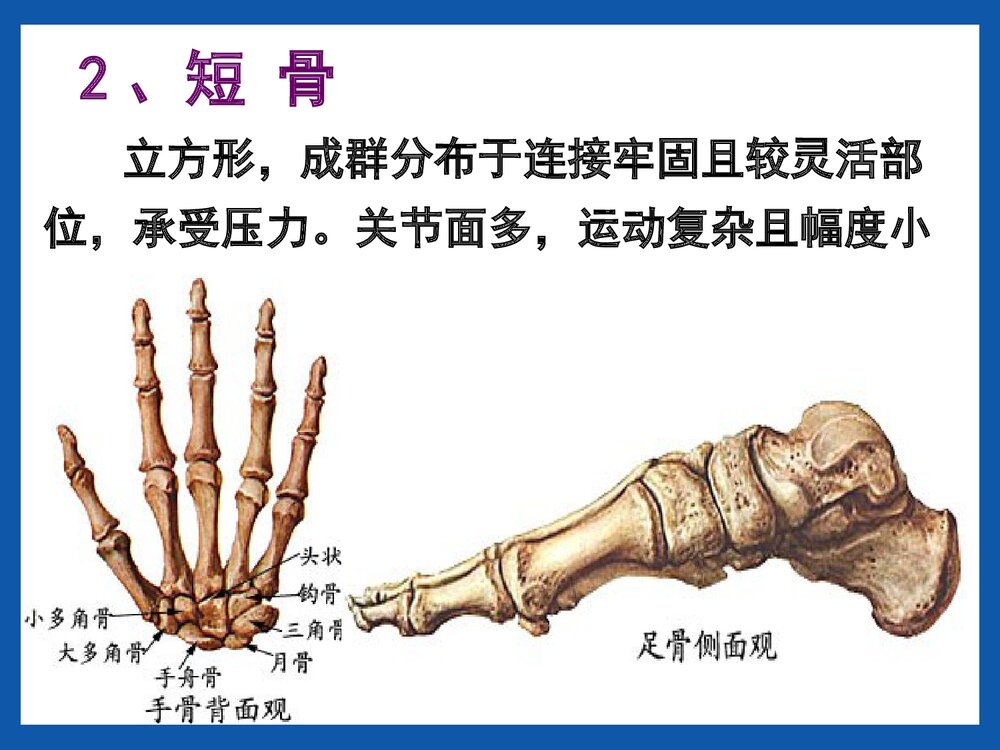 运动系统骨的结构与功能PPT课件(共42页)8