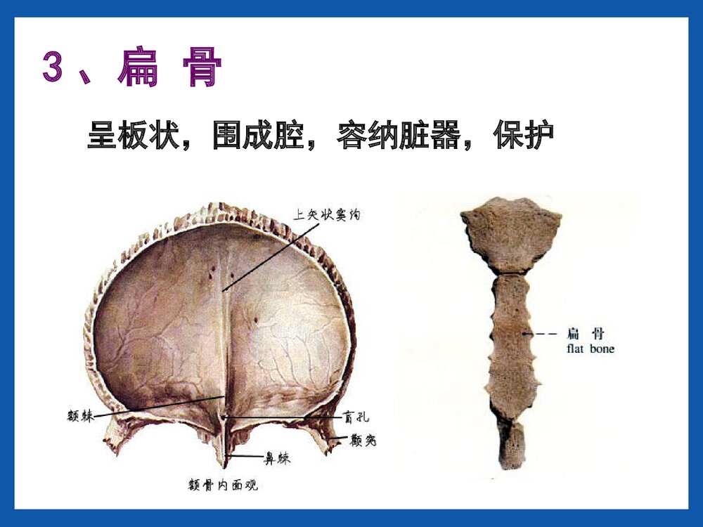 运动系统骨的结构与功能PPT课件(共42页)9