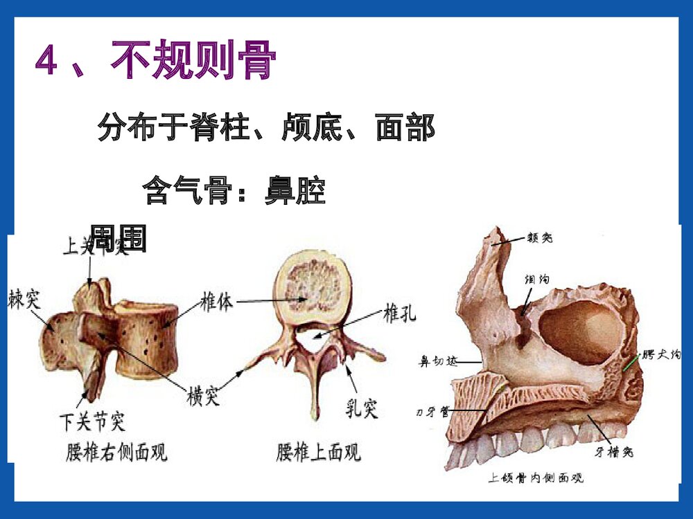 运动系统骨的结构与功能PPT课件(共42页)10