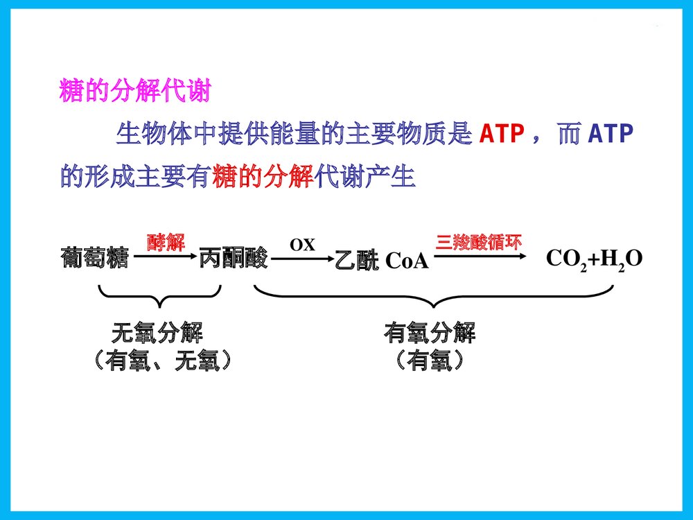 《第八章 糖酵解》物化学与生活PPT课件下载2