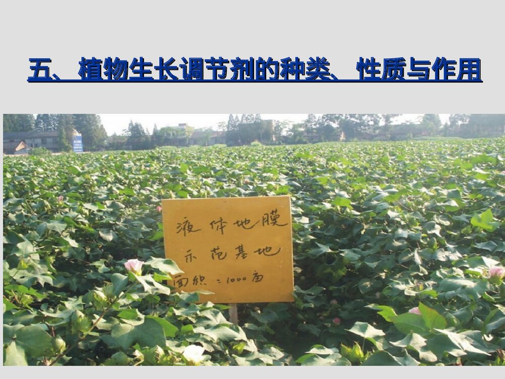 作物化学调控技术在农业生产中的应用PPT课件下载9