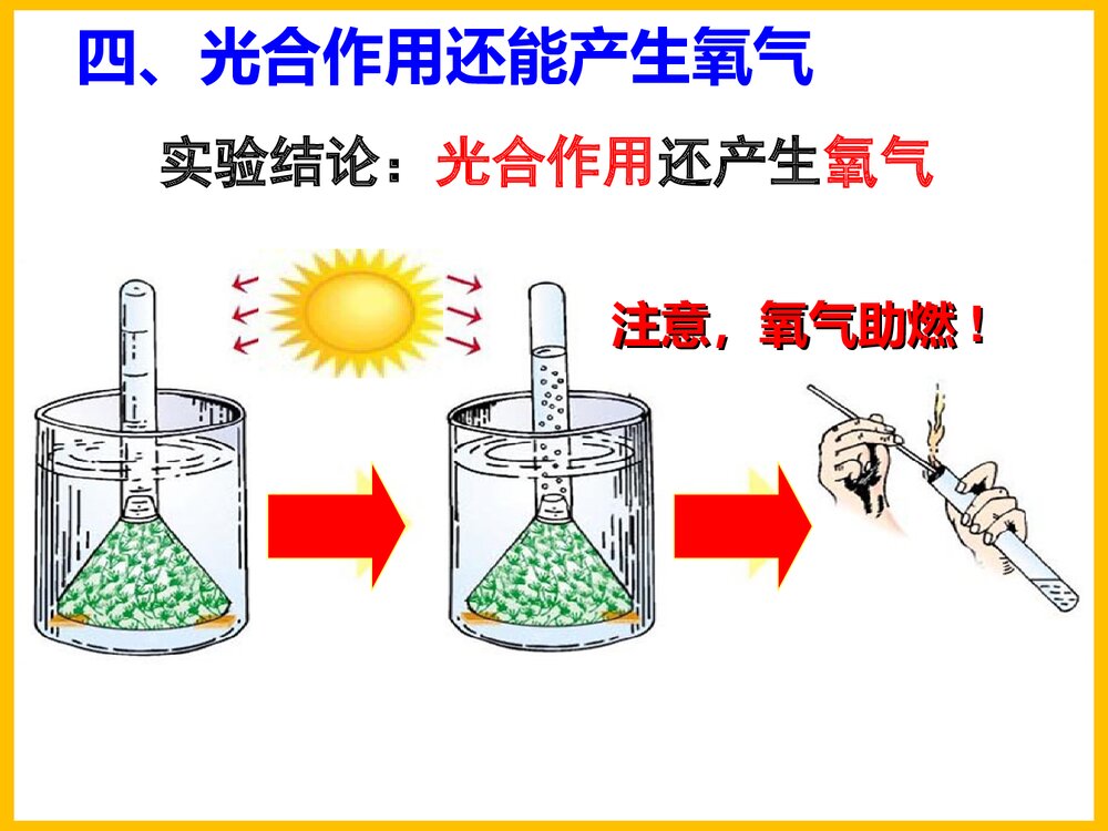初一化学上册《光合作用吸收二氧化碳释放氧气》PPT课件下载8