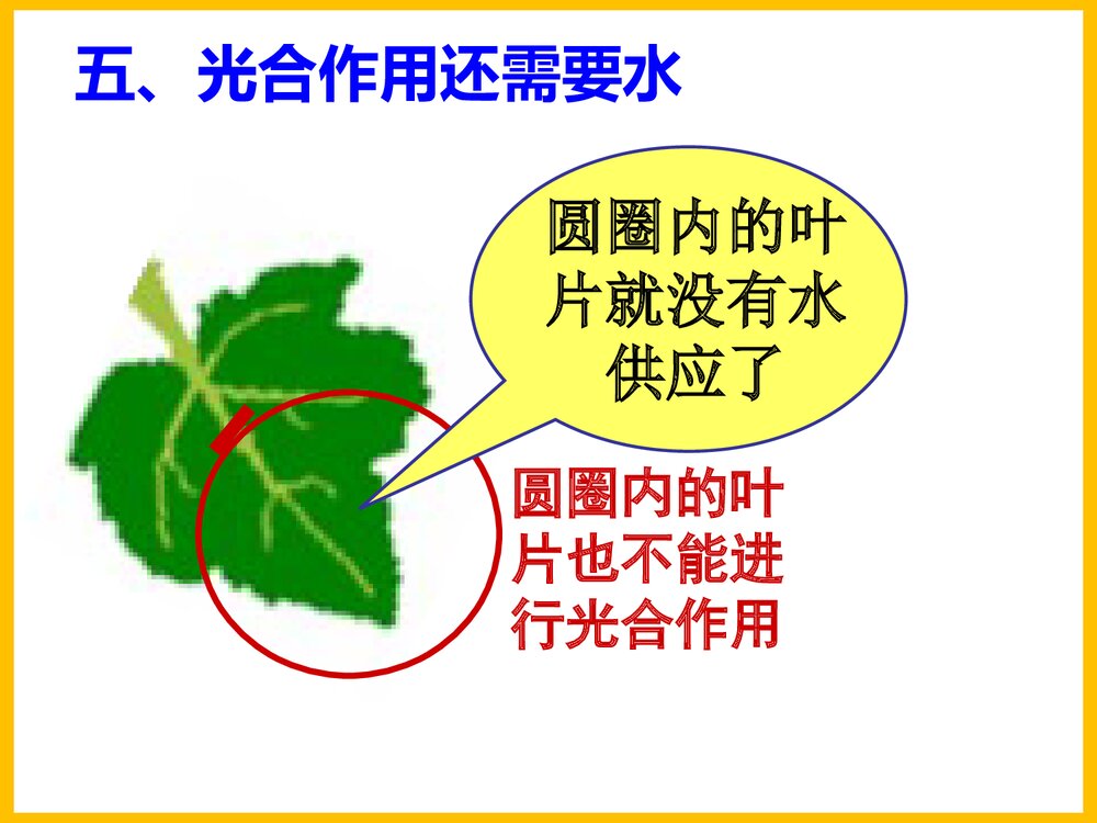初一化学上册《光合作用吸收二氧化碳释放氧气》PPT课件下载9