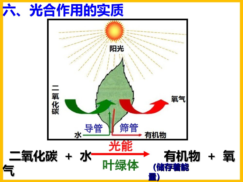 初一化学上册《光合作用吸收二氧化碳释放氧气》PPT课件下载10