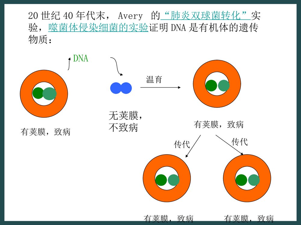 生物化学《第二章核酸的化学》PPT课件下载4