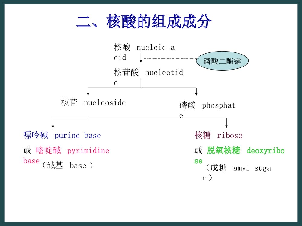 生物化学《第二章核酸的化学》PPT课件下载6