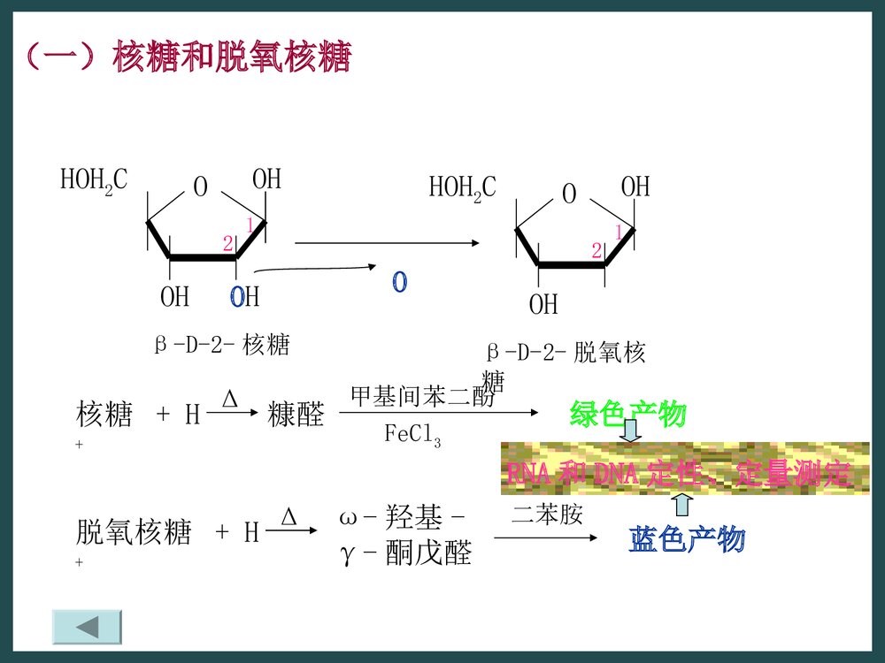 生物化学《第二章核酸的化学》PPT课件下载7