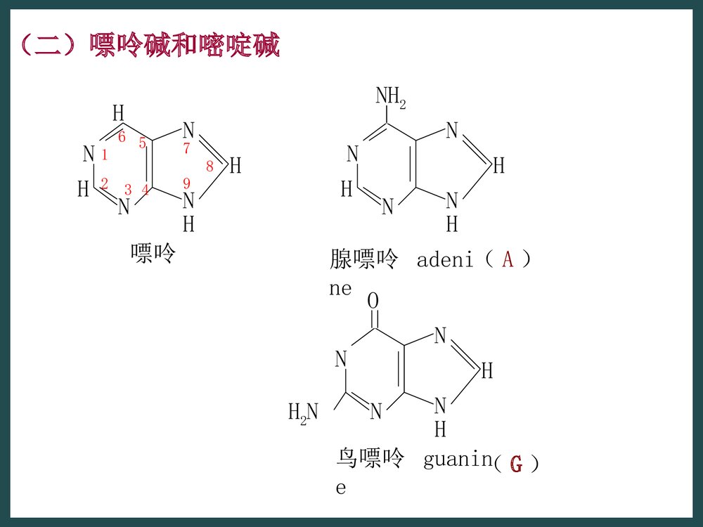 生物化学《第二章核酸的化学》PPT课件下载8