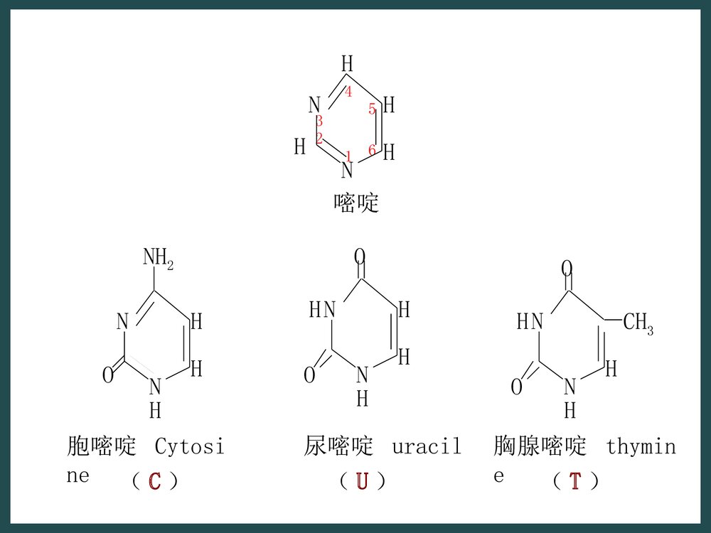 生物化学《第二章核酸的化学》PPT课件下载9