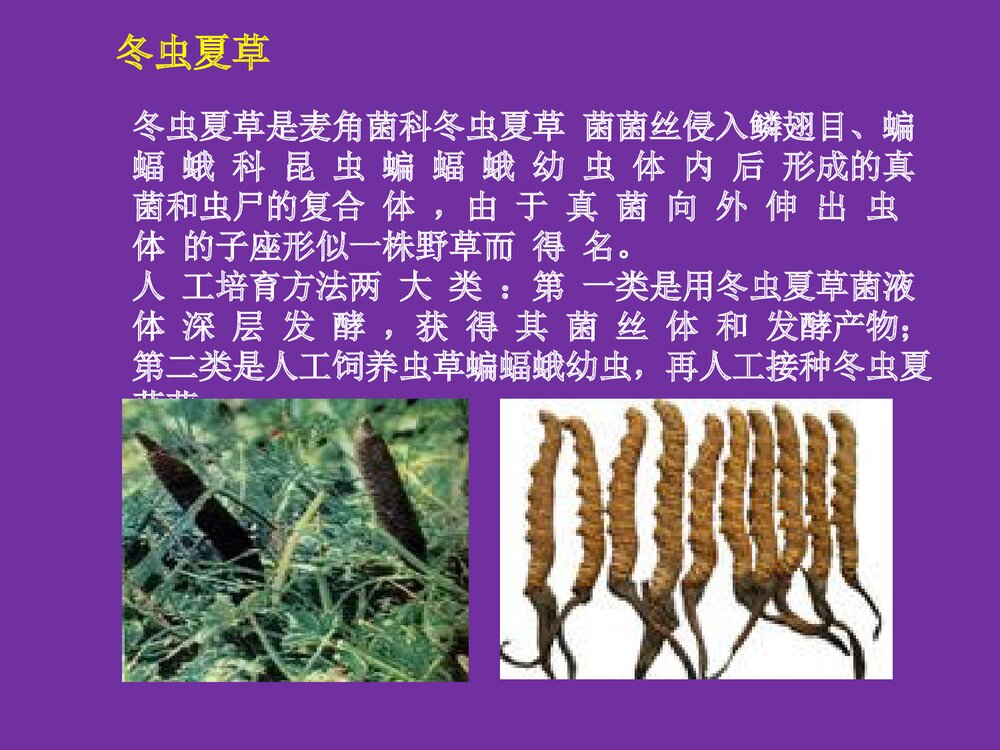 中药化学成分PPT课件7