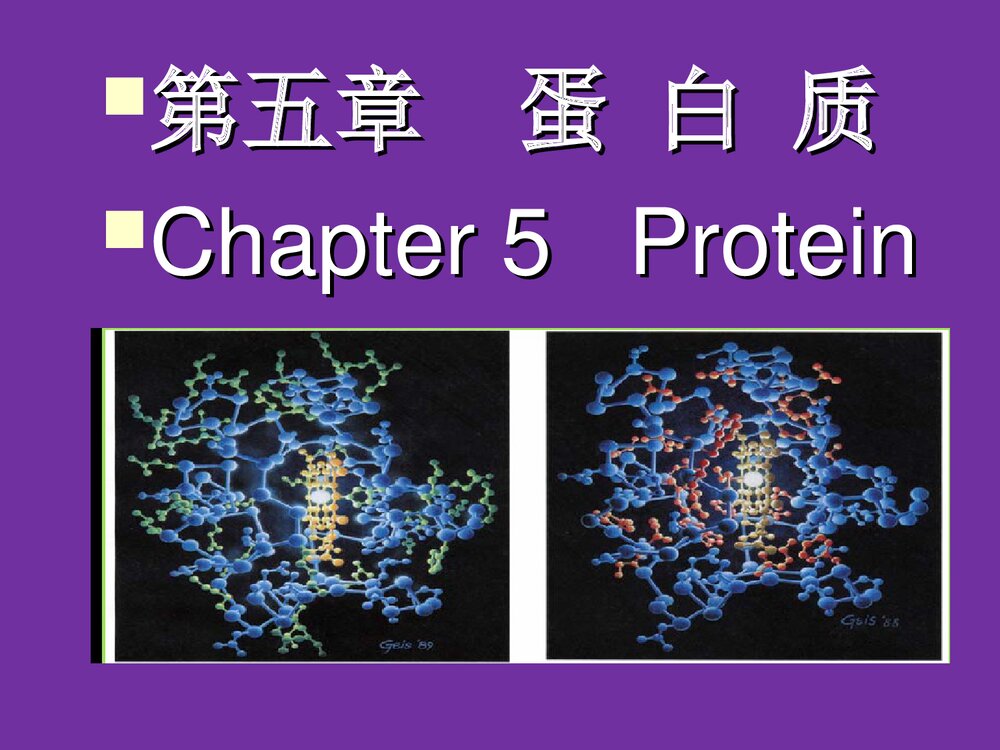 食品化学《第五章蛋白质》PPT课件1