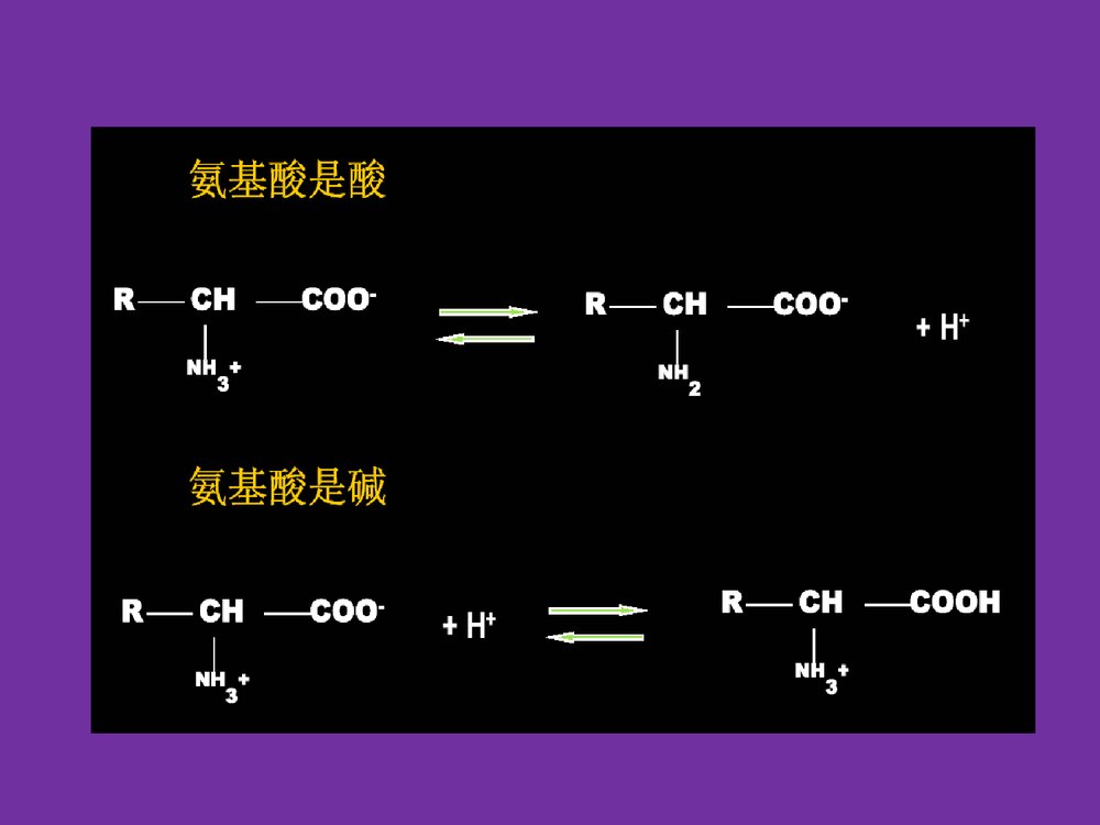 食品化学《第五章蛋白质》PPT课件9