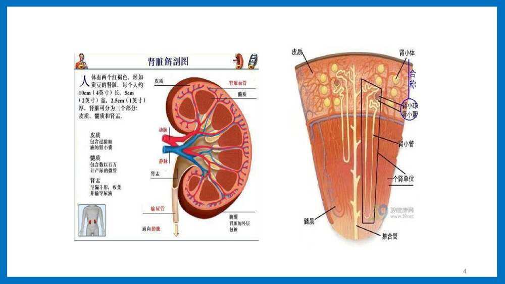 肾脏功能检查医疗培训PPT课件4
