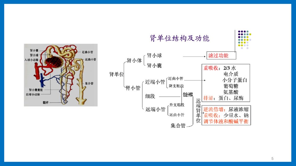 肾脏功能检查医疗培训PPT课件5