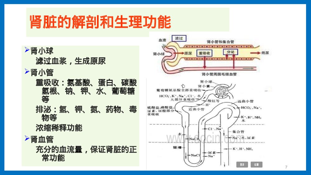 肾脏功能检查医疗培训PPT课件7