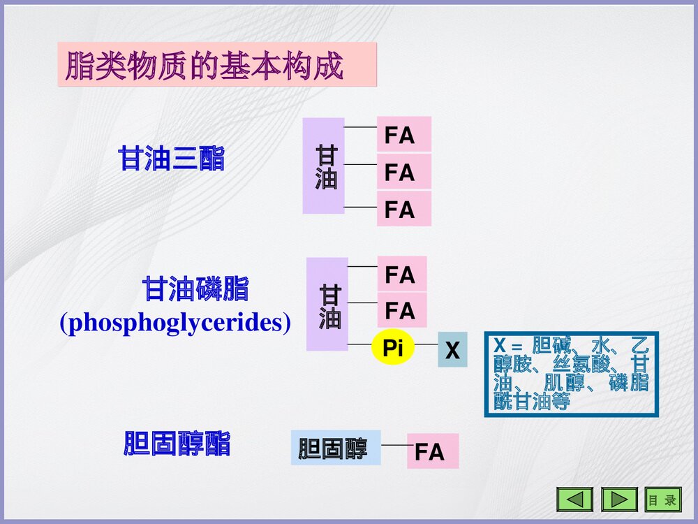 生物化学《第七章 脂类代谢》PPT课件3