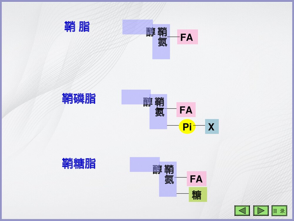 生物化学《第七章 脂类代谢》PPT课件5