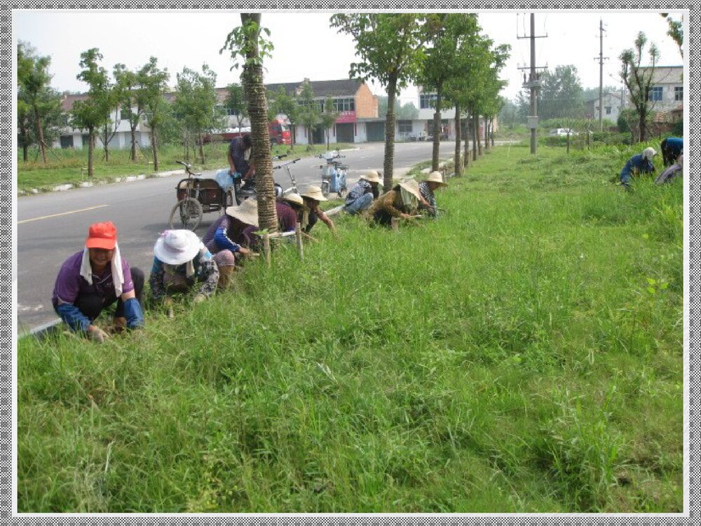 草坪化学除草技术解析PPT课件下载5