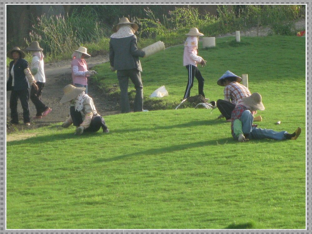 草坪化学除草技术解析PPT课件下载6