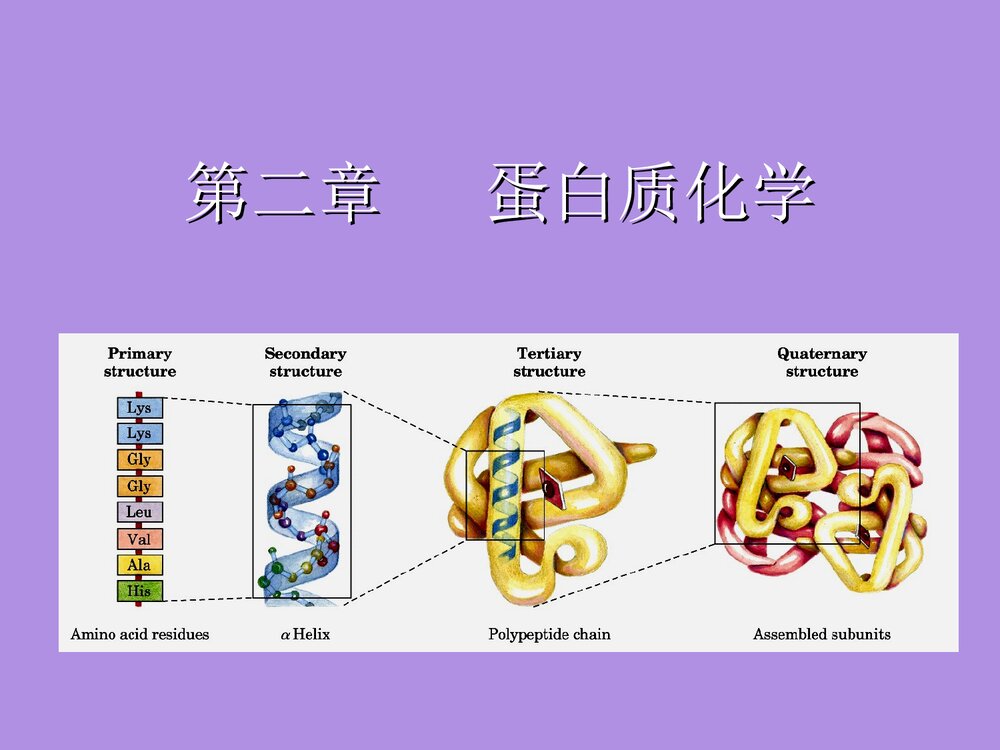 沪教版化学《第二章 蛋白化学》PPT课件1