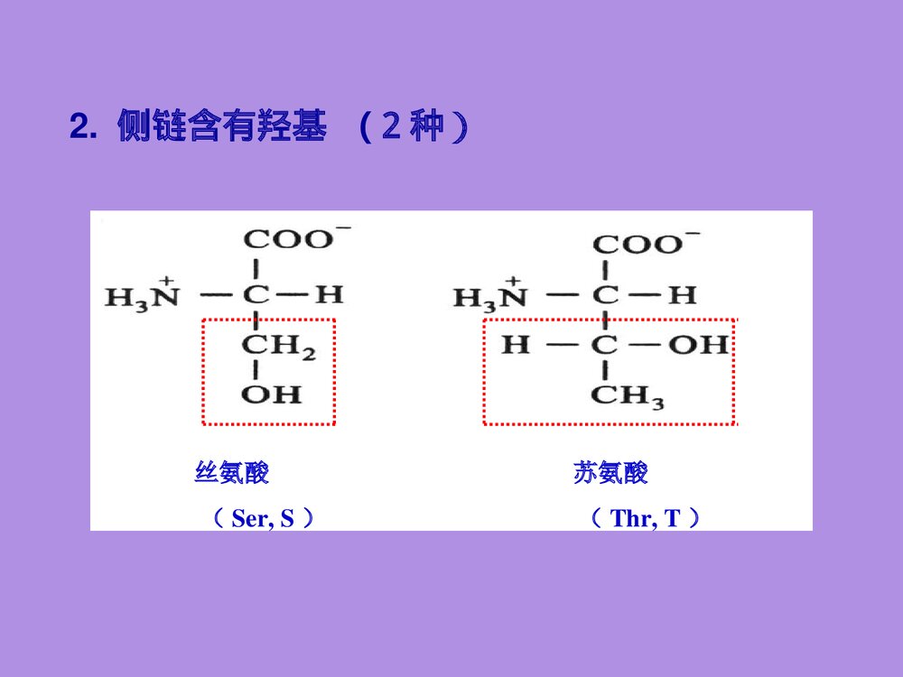 沪教版化学《第二章 蛋白化学》PPT课件8