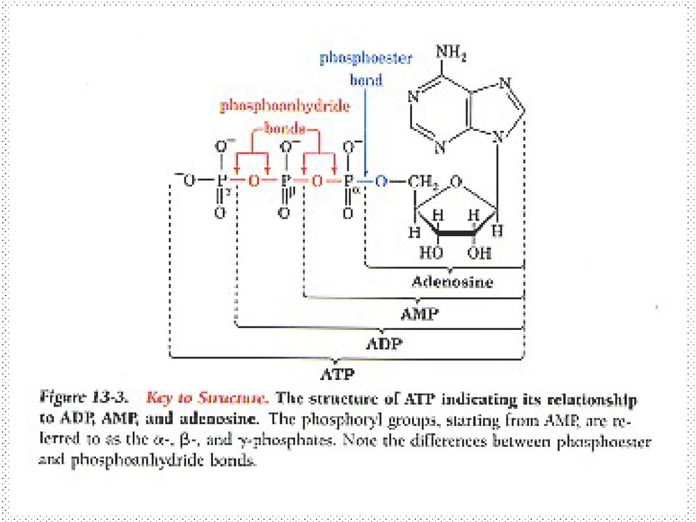 高级生物化学优秀PPT课件下载4