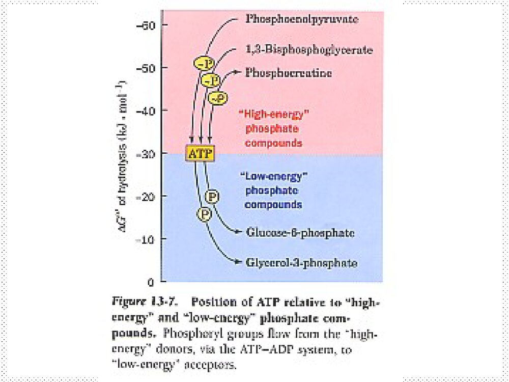 高级生物化学优秀PPT课件下载6