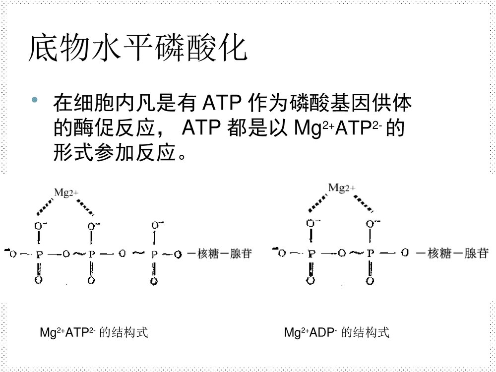 高级生物化学优秀PPT课件下载8