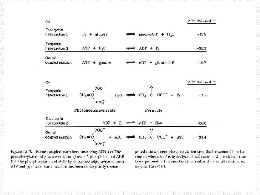 高级生物化学优秀PPT课件下载9
