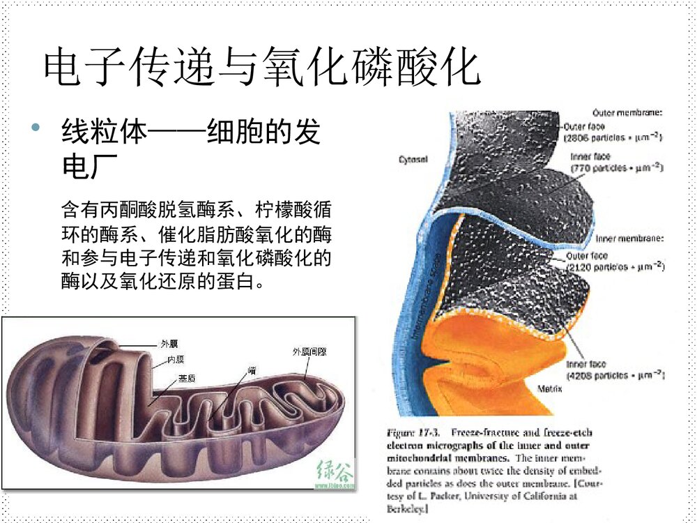高级生物化学优秀PPT课件下载10