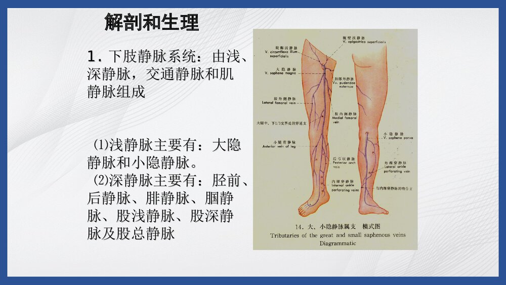 下肢静脉曲张病人的护理PPT课件3