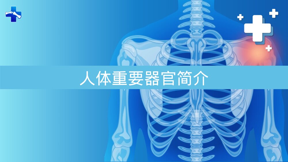人体重要器官简介PPT课件下载1