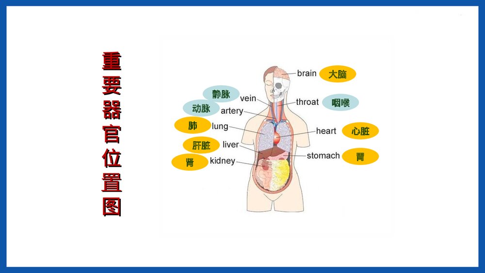 人体重要器官简介PPT课件下载2