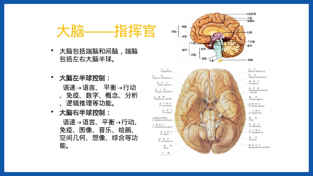 人体重要器官简介PPT课件下载3
