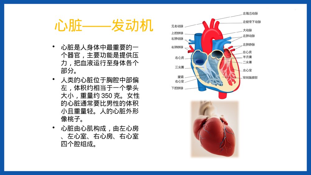 人体重要器官简介PPT课件下载4
