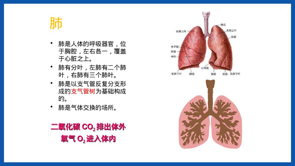 人体重要器官简介PPT课件下载5