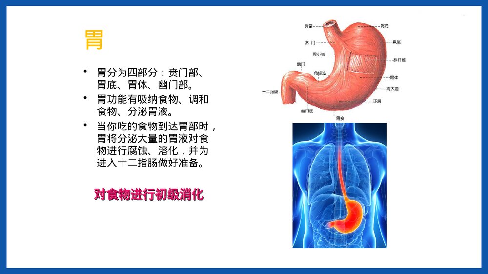 人体重要器官简介PPT课件下载6