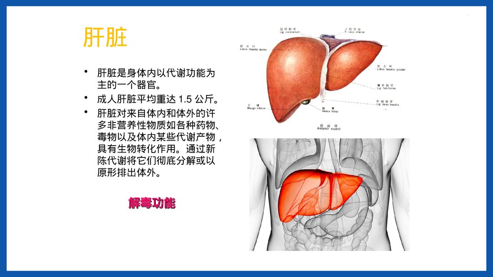 人体重要器官简介PPT课件下载7
