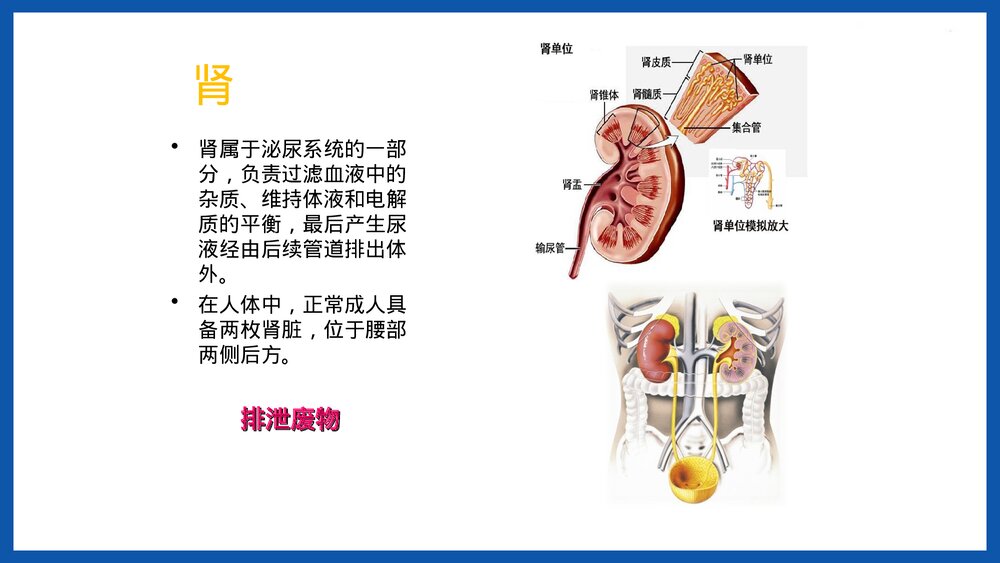 人体重要器官简介PPT课件下载8