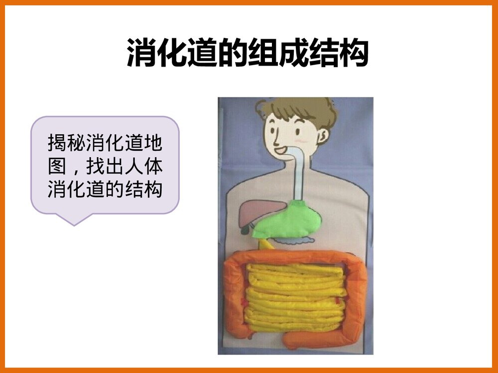 下消化道组成结构PPT课件下载1