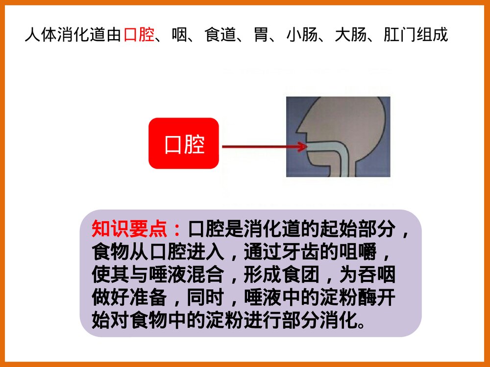 下消化道组成结构PPT课件下载2