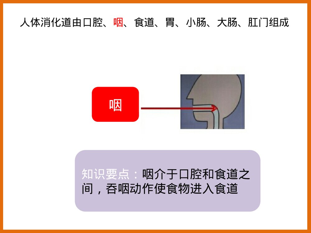 下消化道组成结构PPT课件下载3
