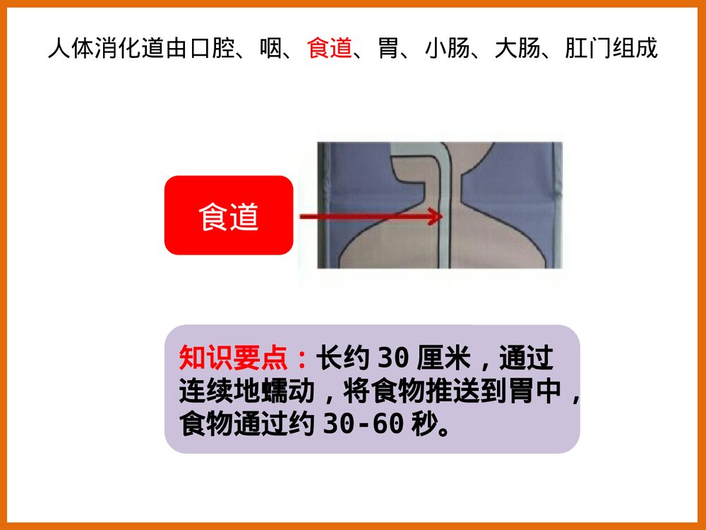 下消化道组成结构PPT课件下载4